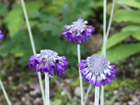 Primula capitata