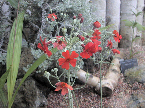 Primula caucasica (Algida)