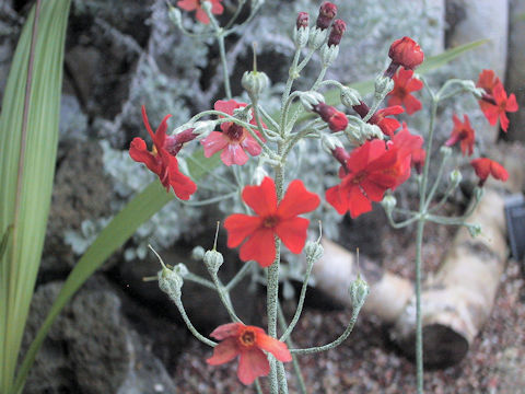 Primula caucasica (Algida)