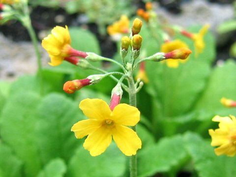 Primula chungensis