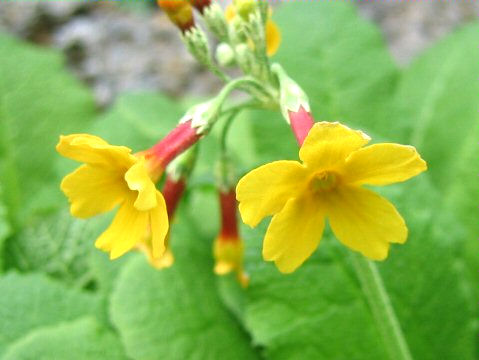 Primula chungensis