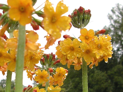 Primula chungensis