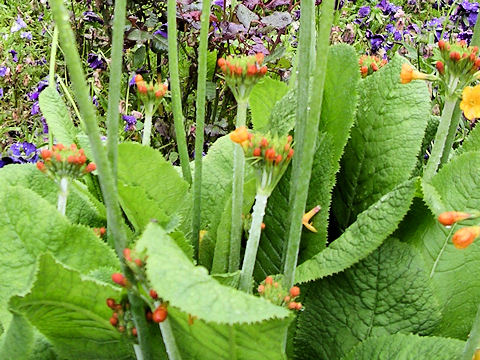 Primula chungensis