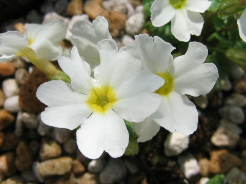 Primula darialica