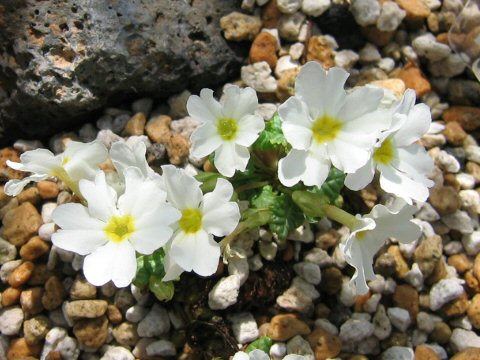 Primula darialica