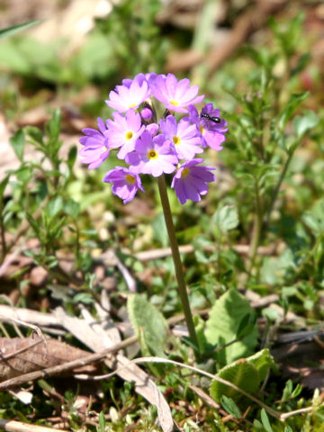 Primula denticulata