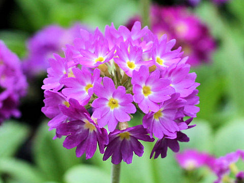 Primula denticulata