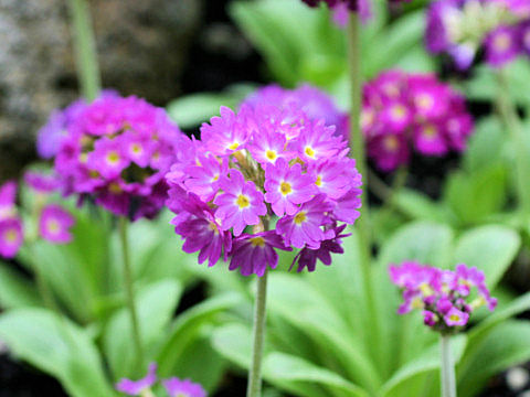 Primula denticulata