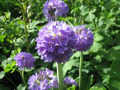 Primula denticulata