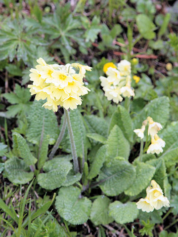 Primula elatior