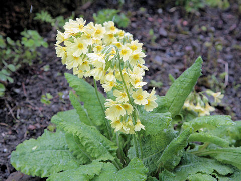 Primula elatior