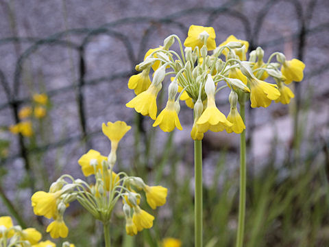 Primula elatior