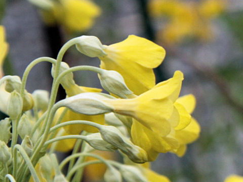 Primula elatior