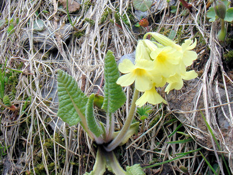 Primula elatior