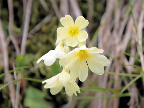 Primula elatior