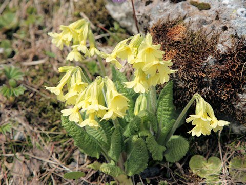 Primula elatior