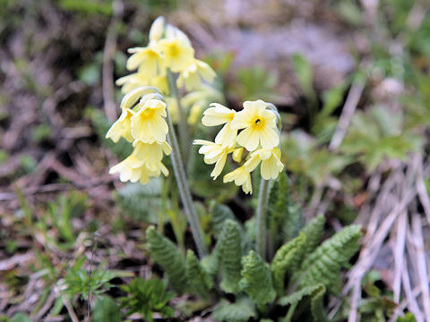 Primula elatior