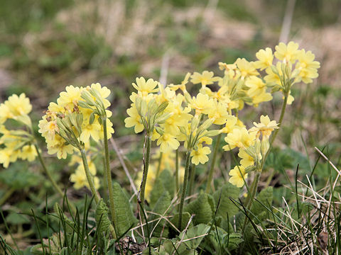 Primula elatior