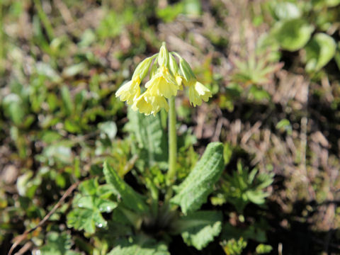 Primula elatior