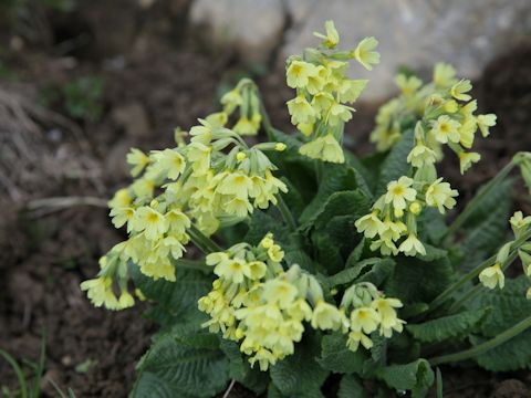 Primula elatior