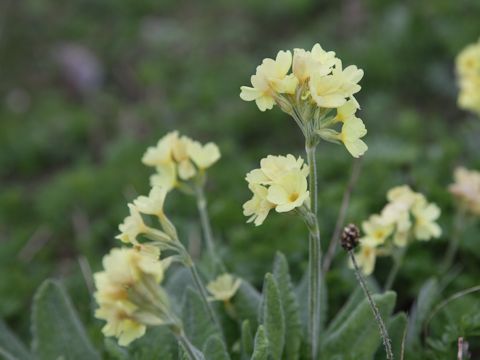 Primula elatior