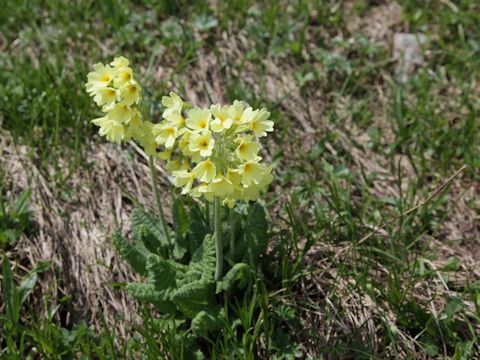 Primula elatior