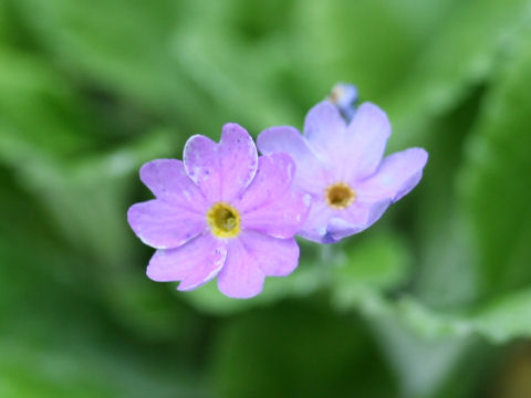 Primula elliptica