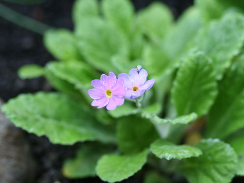 Primula elliptica