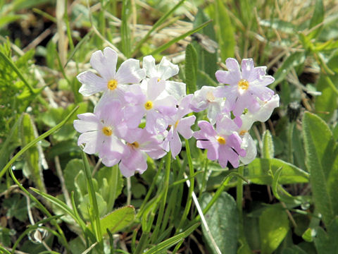 Primula farinosa