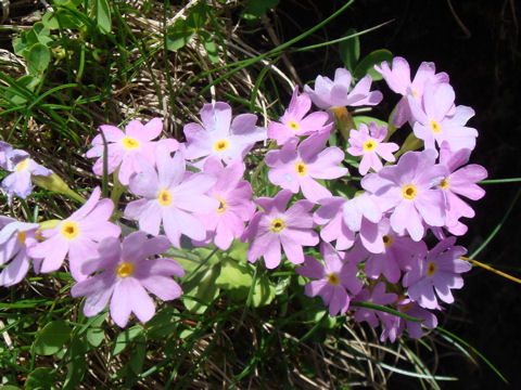 Primula farinosa