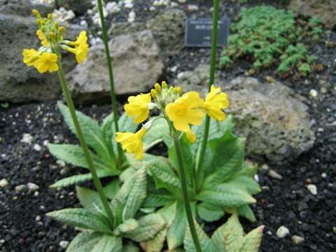 Primula helodoxa