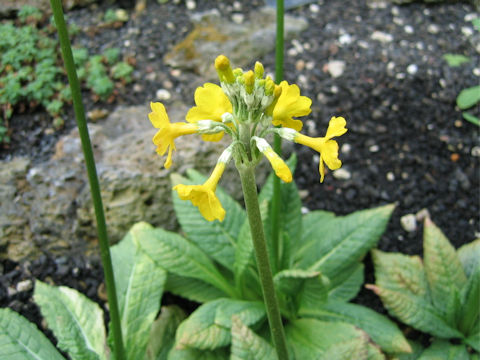 Primula helodoxa