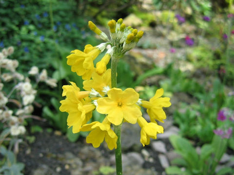 Primula helodoxa