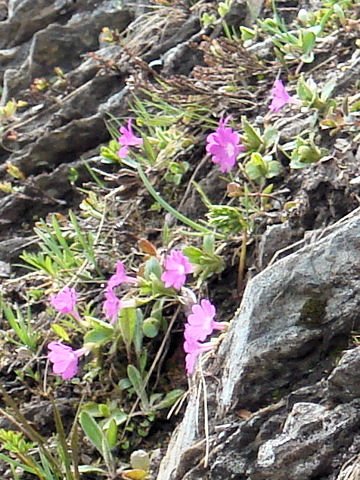 Primula hirsuta