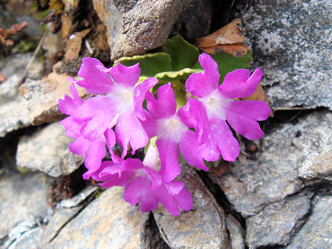 Primula hirsuta