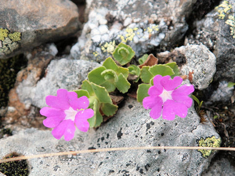 Primula hirsuta