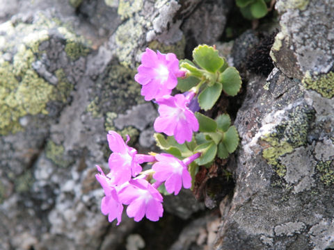 Primula hirsuta