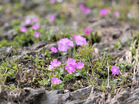 Primula hirsuta