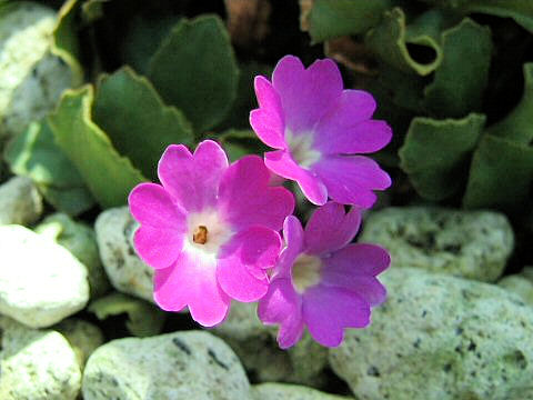 Primula hirsuta