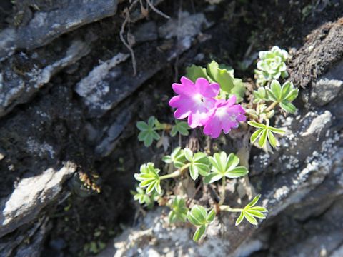 Primula hirsuta