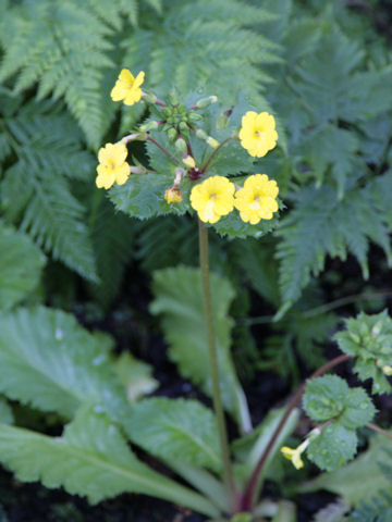 Primula x kewensis