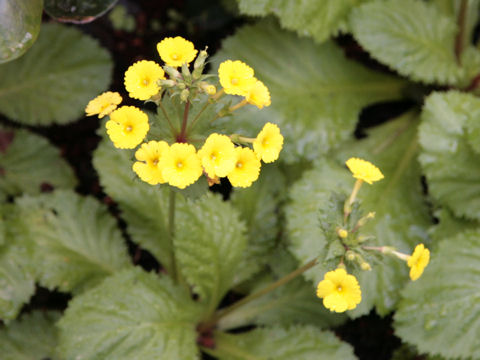 Primula x kewensis