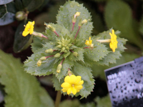 Primula x kewensis