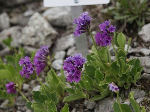 Primula latifolia