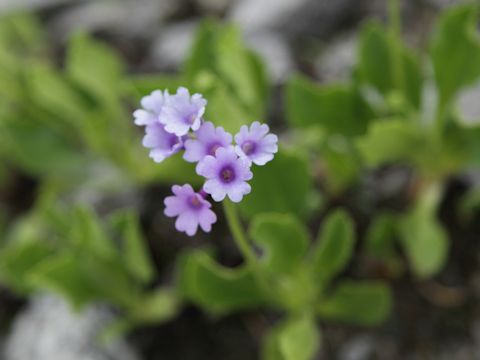 Primula latifolia