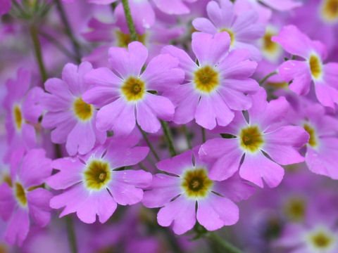 Primula malacoides