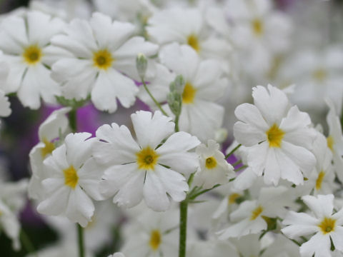 Primula malacoides