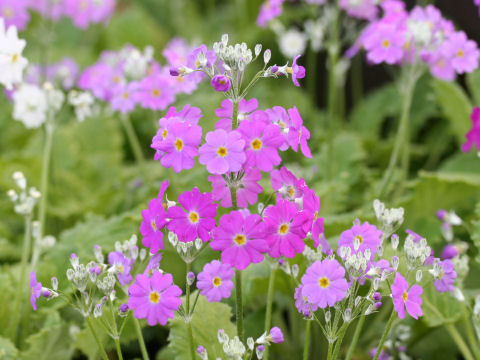 Primula malacoides