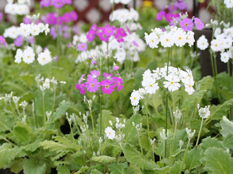 Primula malacoides