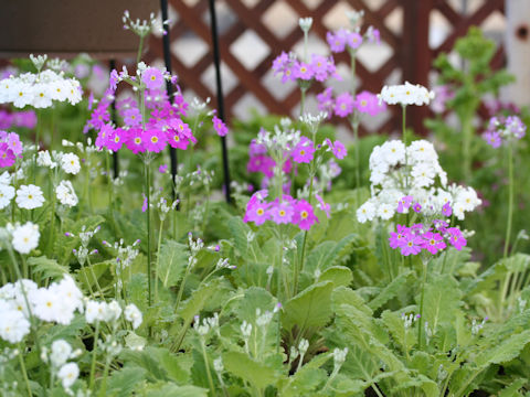 Primula malacoides